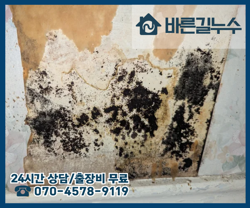 판암동 아파트 누수 곰팡이